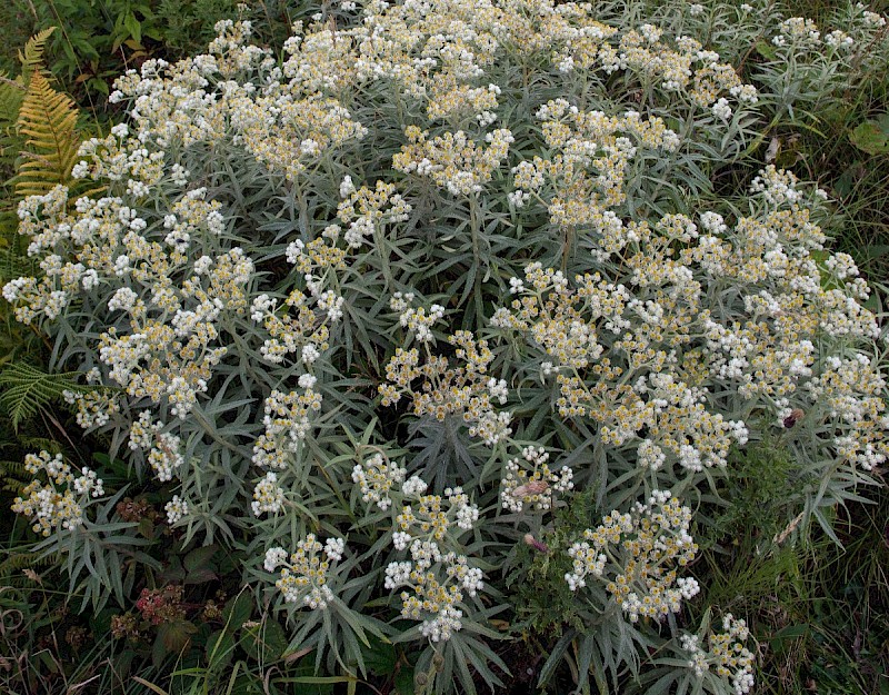 Anaphalis margaritacea - © Charles Hipkin