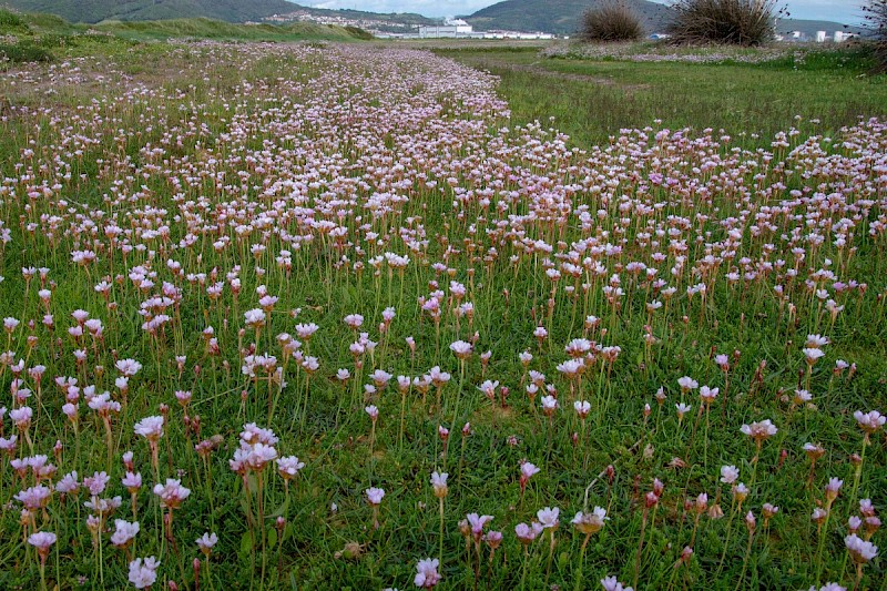 Armeria maritima - © Charles Hipkin