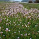 Armeria maritima