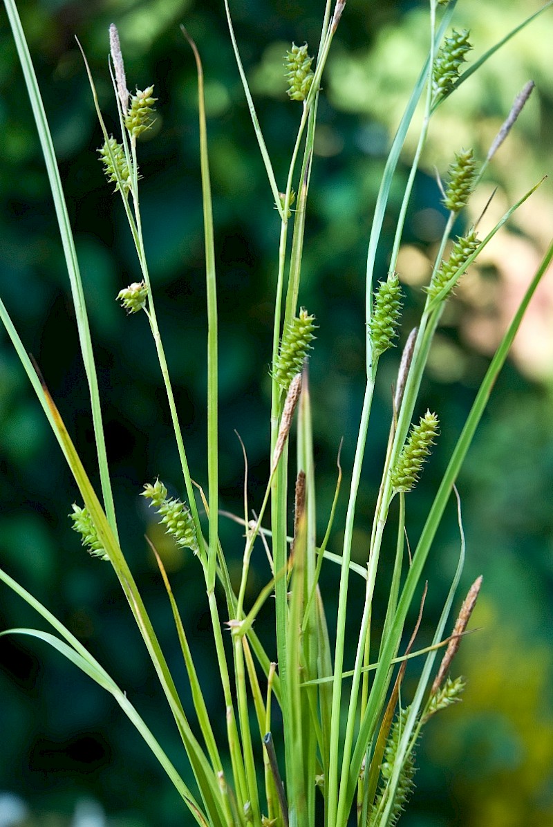 Carex punctata - © Charles Hipkin