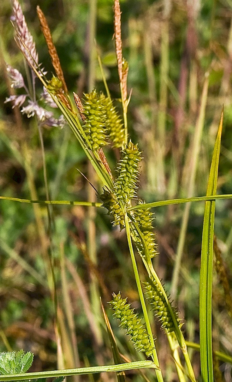 Carex punctata - © Charles Hipkin