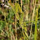 Carex punctata