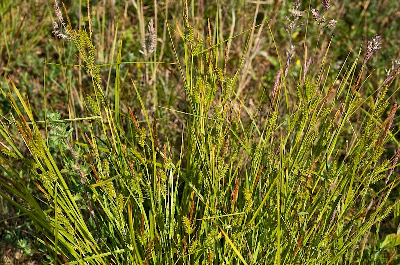 Carex punctata - © Charles Hipkin