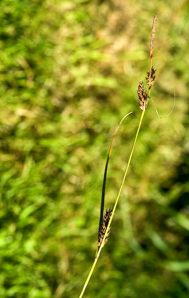 Carex distans - © Charles Hipkin