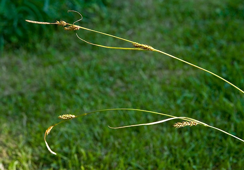 Carex distans - © Charles Hipkin