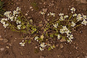 Cochlearia anglica English Scurvygrass