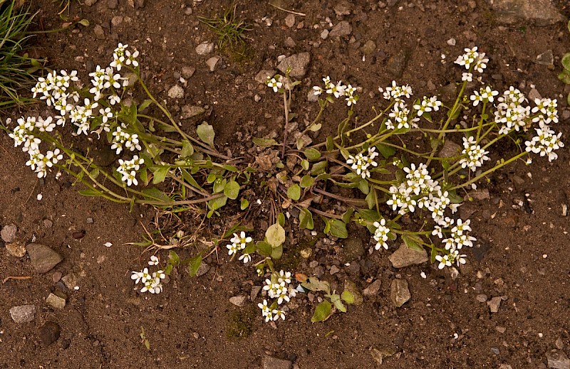 Cochlearia anglica - © Charles Hipkin