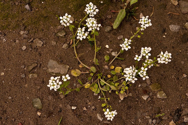 Cochlearia anglica - © Charles Hipkin