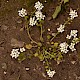 Cochlearia anglica