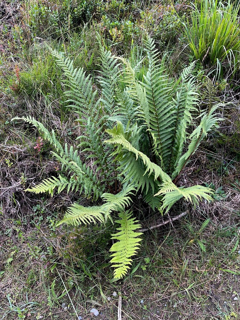 Dryopteris filix-mas - © Charles Hipkin