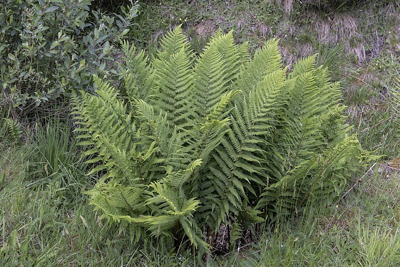 Dryopteris filix-mas - © Charles Hipkin