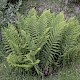 Dryopteris filix-mas