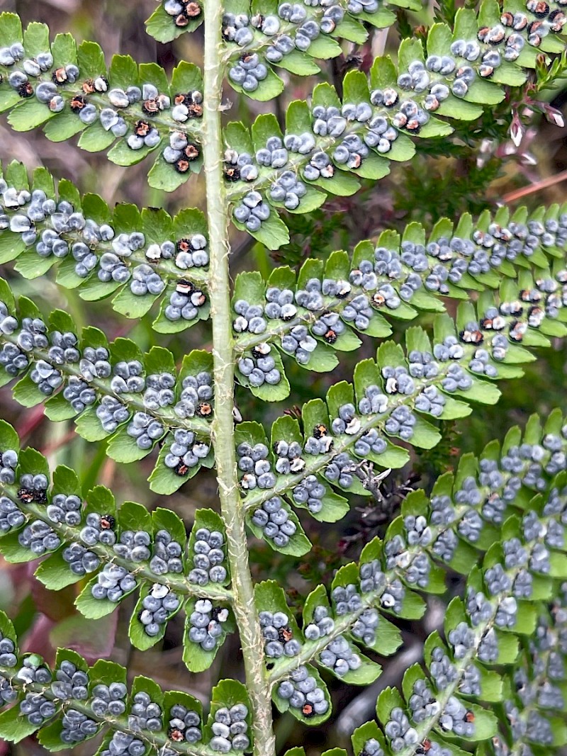 Dryopteris filix-mas - © Charles Hipkin