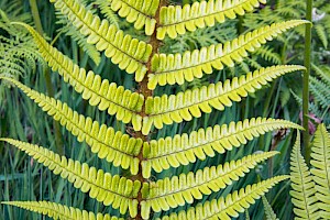 Dryopteris cambrensis Narrow Scaly Male-fern