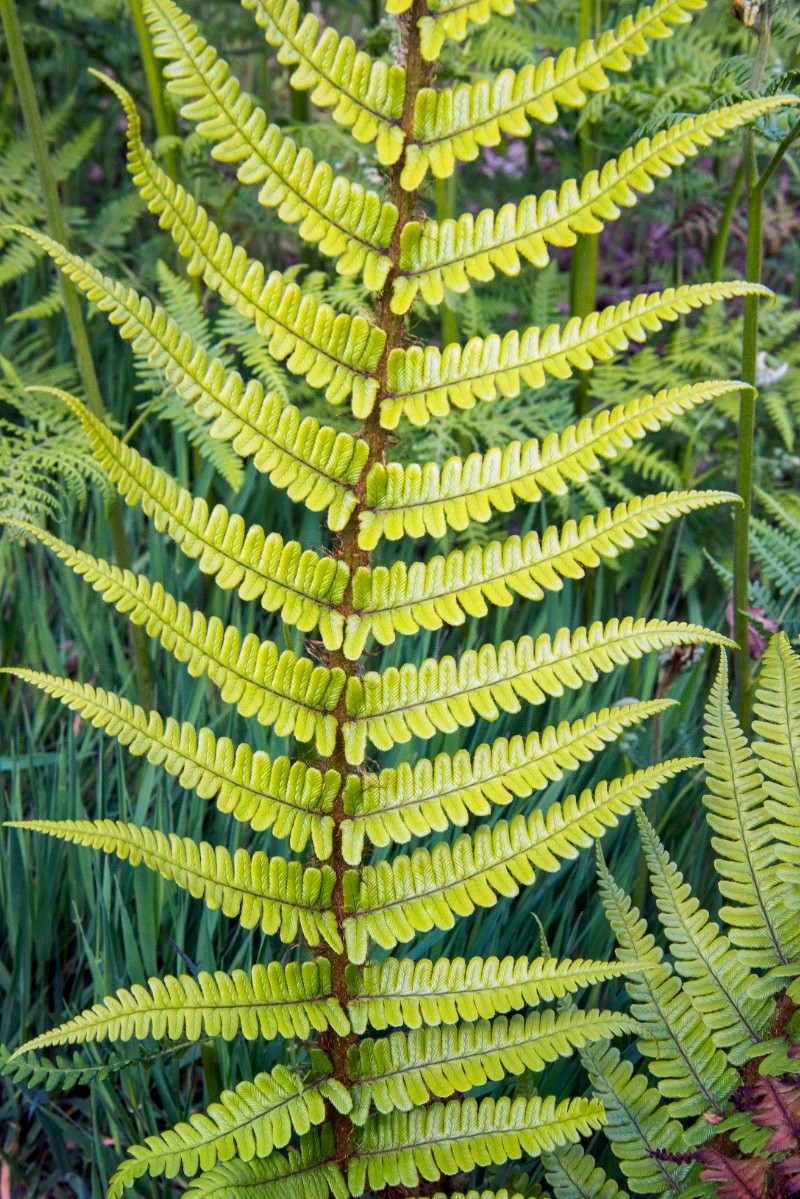 Dryopteris cambrensis - © Charles Hipkin