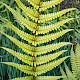 Dryopteris cambrensis