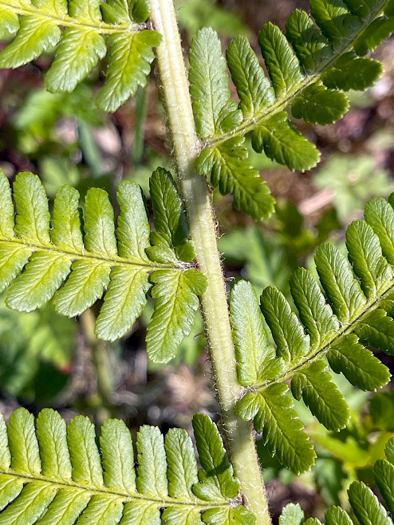 Dryopteris cambrensis - © Charles Hipkin