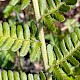 Dryopteris cambrensis