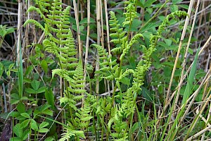 Dryopteris carthusiana Narrow Buckler-Fern