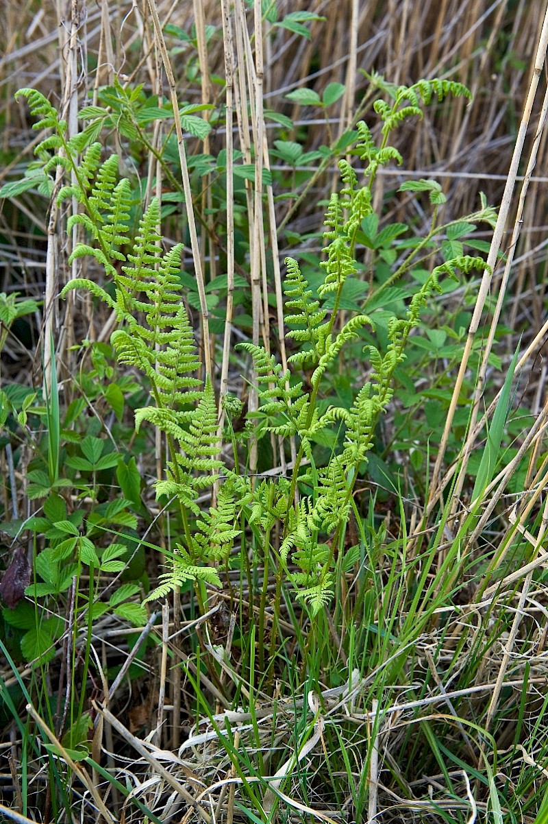 Dryopteris carthusiana - © Charles Hipkin