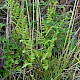 Dryopteris carthusiana