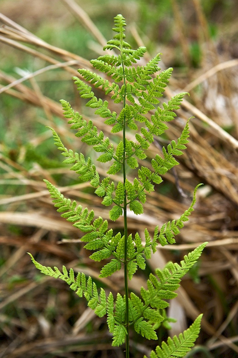 Dryopteris carthusiana - © Charles Hipkin