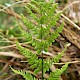 Dryopteris carthusiana