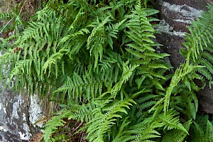 Dryopteris oreades Mountain Male-fern