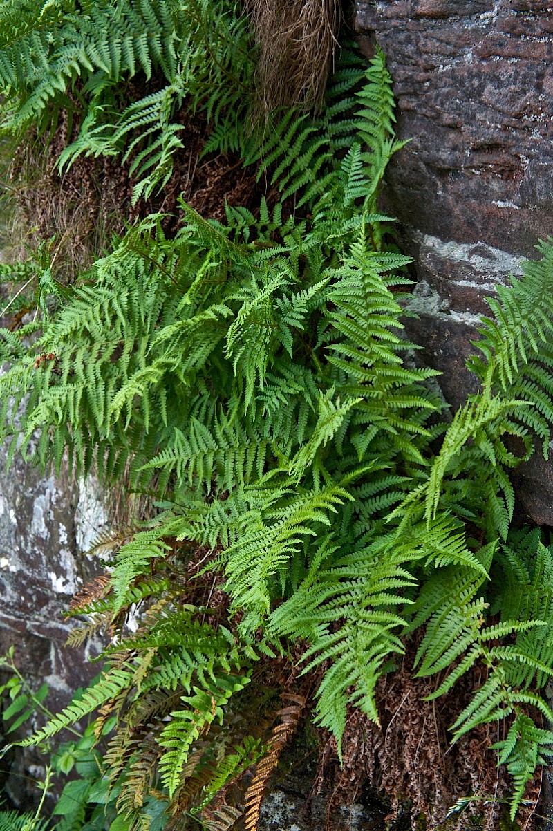 Dryopteris oreades - © Charles Hipkin