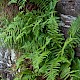 Dryopteris oreades