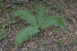 Dryopteris affinis Scaly Male-fern