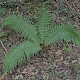 Dryopteris affinis