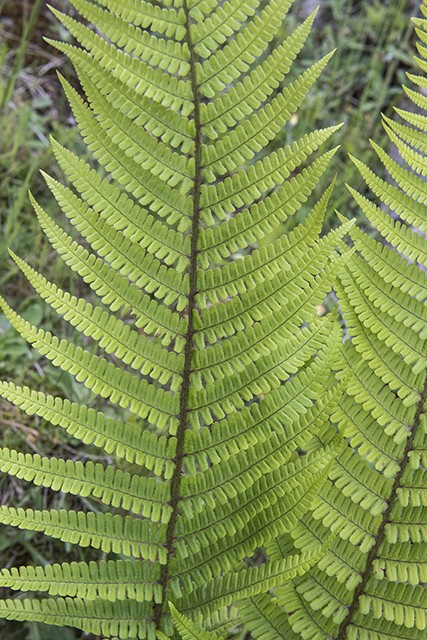 Dryopteris borreri - © Charles Hipkin