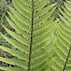 Dryopteris borreri