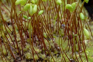 Bryum algovicum Drooping Thread-moss