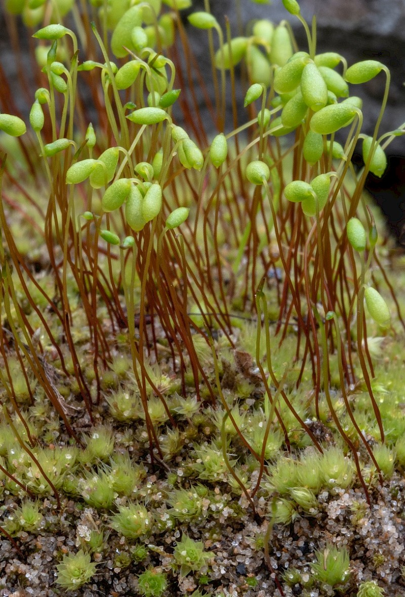 Bryum algovicum - © Charles Hipkin