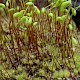 Bryum algovicum