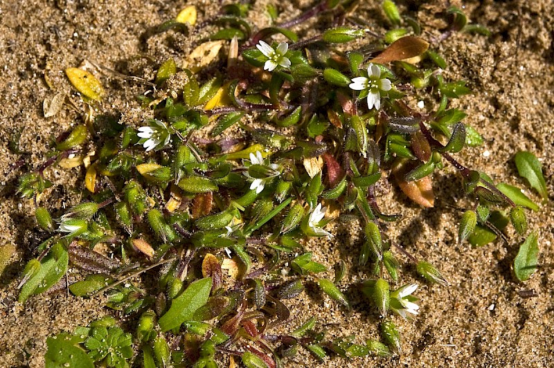 Cerastium diffusum - © Charles Hipkin