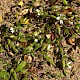 Cerastium diffusum