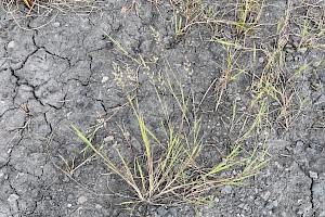 Agrostis stolonifera Creeping Bent