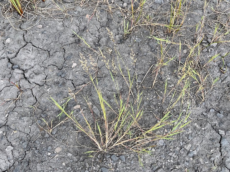 Agrostis stolonifera - © Charles Hipkin