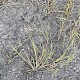 Agrostis stolonifera