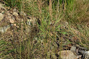 Agrostis vinealis Brown Bent