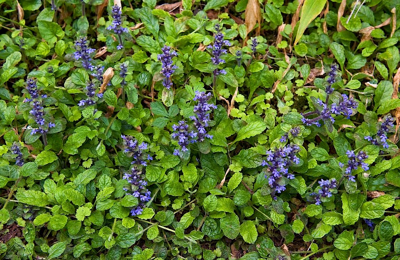 Ajuga reptans - © Charles Hipkin