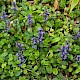 Ajuga reptans