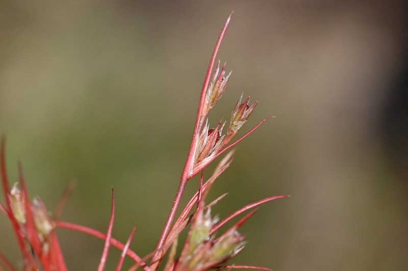 Juncus foliosus - © Barry Stewart