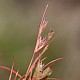 Juncus foliosus