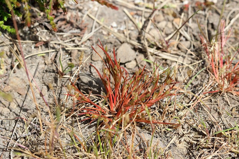 Juncus foliosus - © Barry Stewart