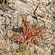 Juncus foliosus