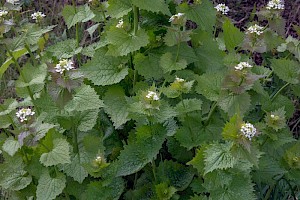 Brassicaceae